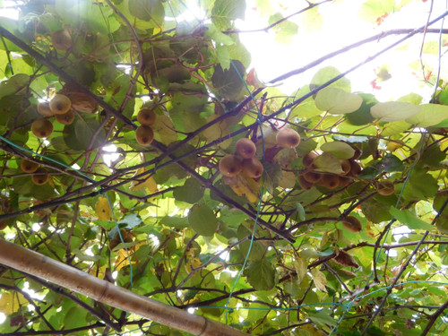 Dscn1005_2