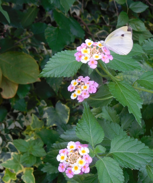 Dscn1258_2_2