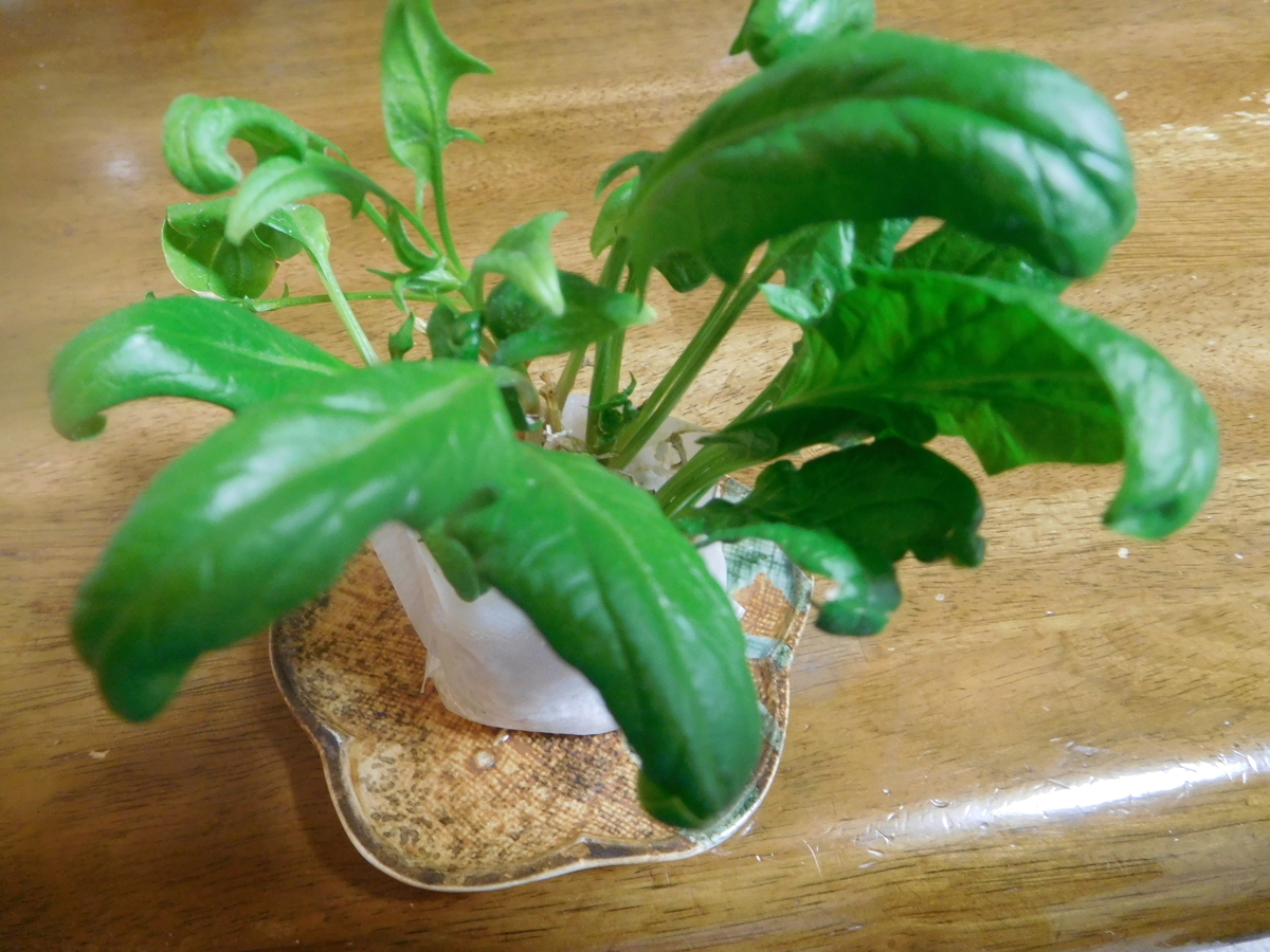 ほうれん草再生