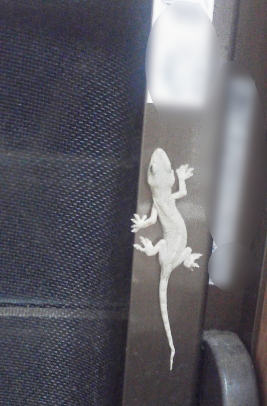ヤモリ