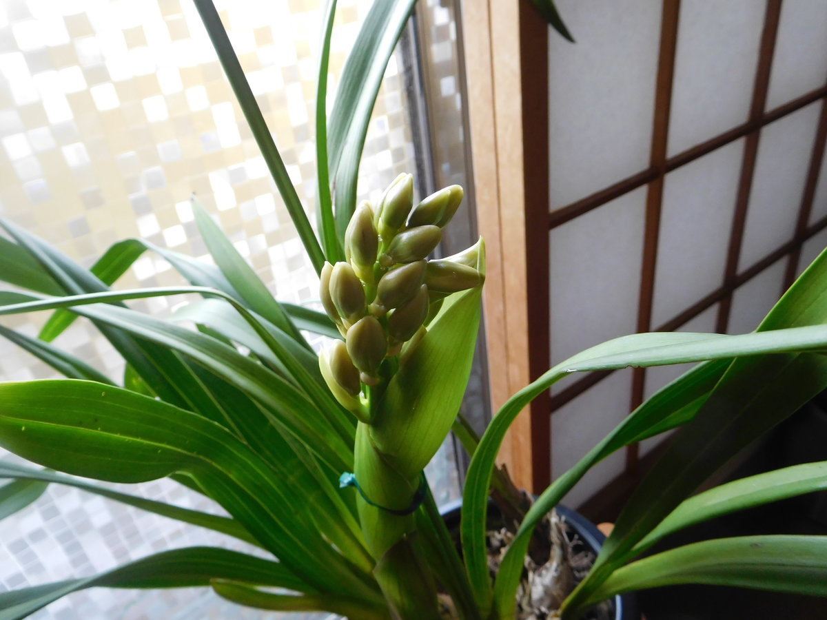 f:id:kakazan:20191212152249j:plain