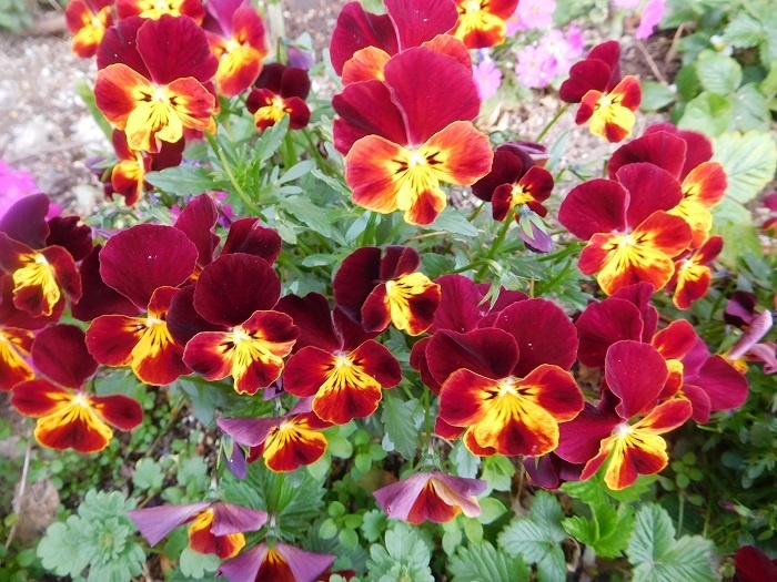 f:id:kakazan:20200321144838j:plain f:id:kakazan:20200321144838j:plain