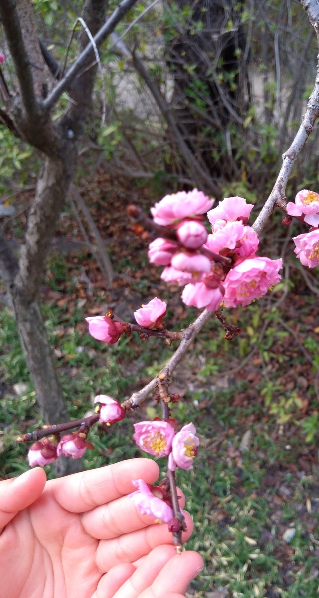 f:id:kakechum:20220323020137j:plain