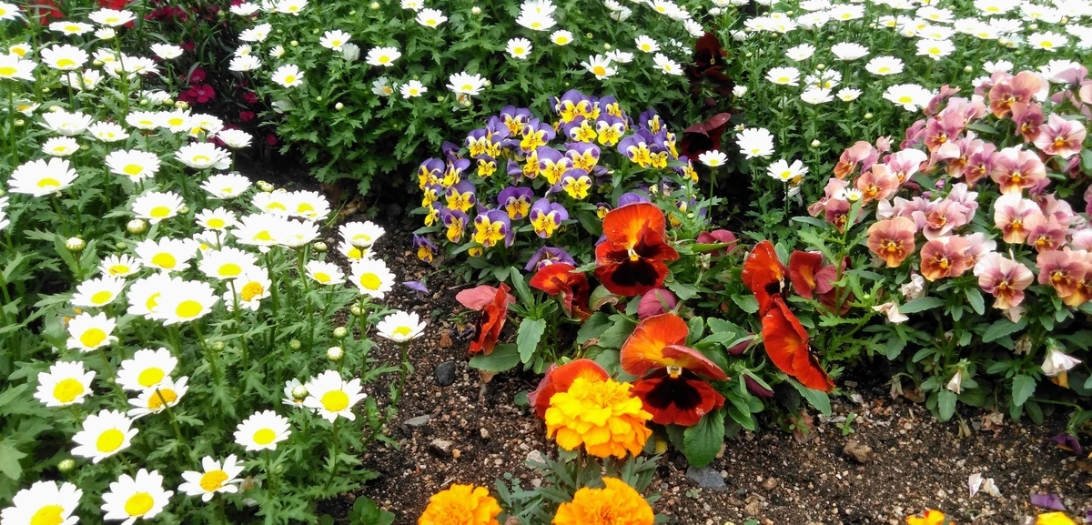 f:id:kakefunikki:20220415195949j:plain