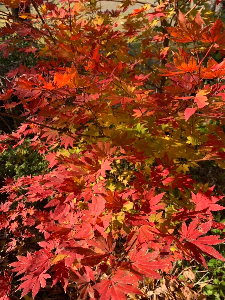 f:id:kakegawadays:20211125152302j:image f:id:kakegawadays:20211125152302j:image
