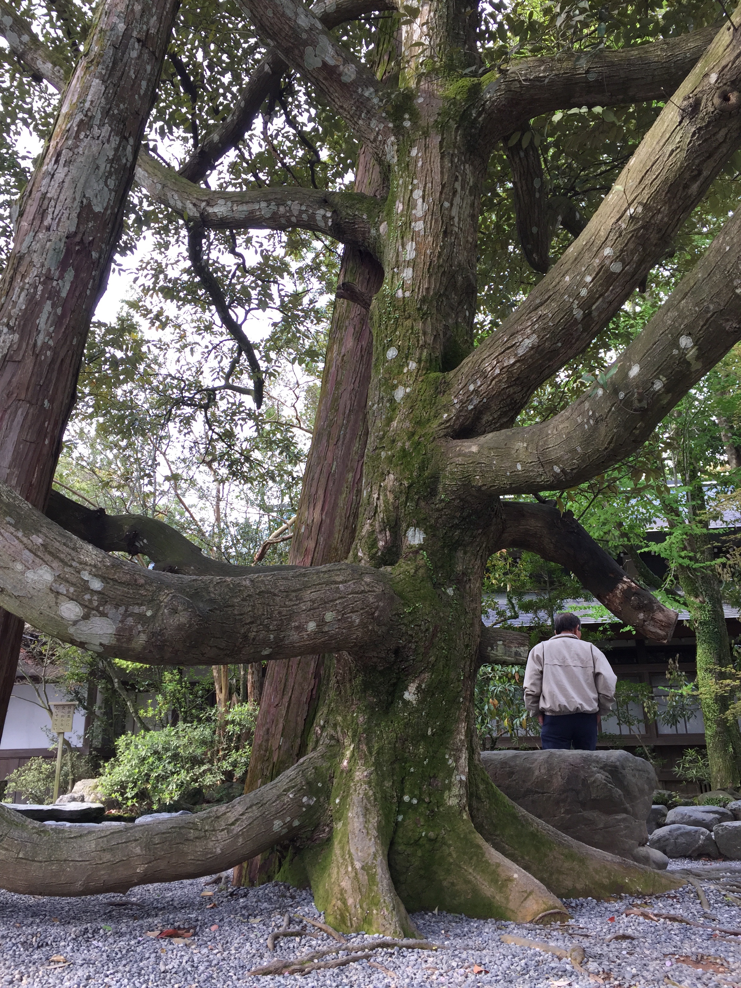 f:id:kakibayashi:20160417182136j:image f:id:kakibayashi:20160417182136j:image