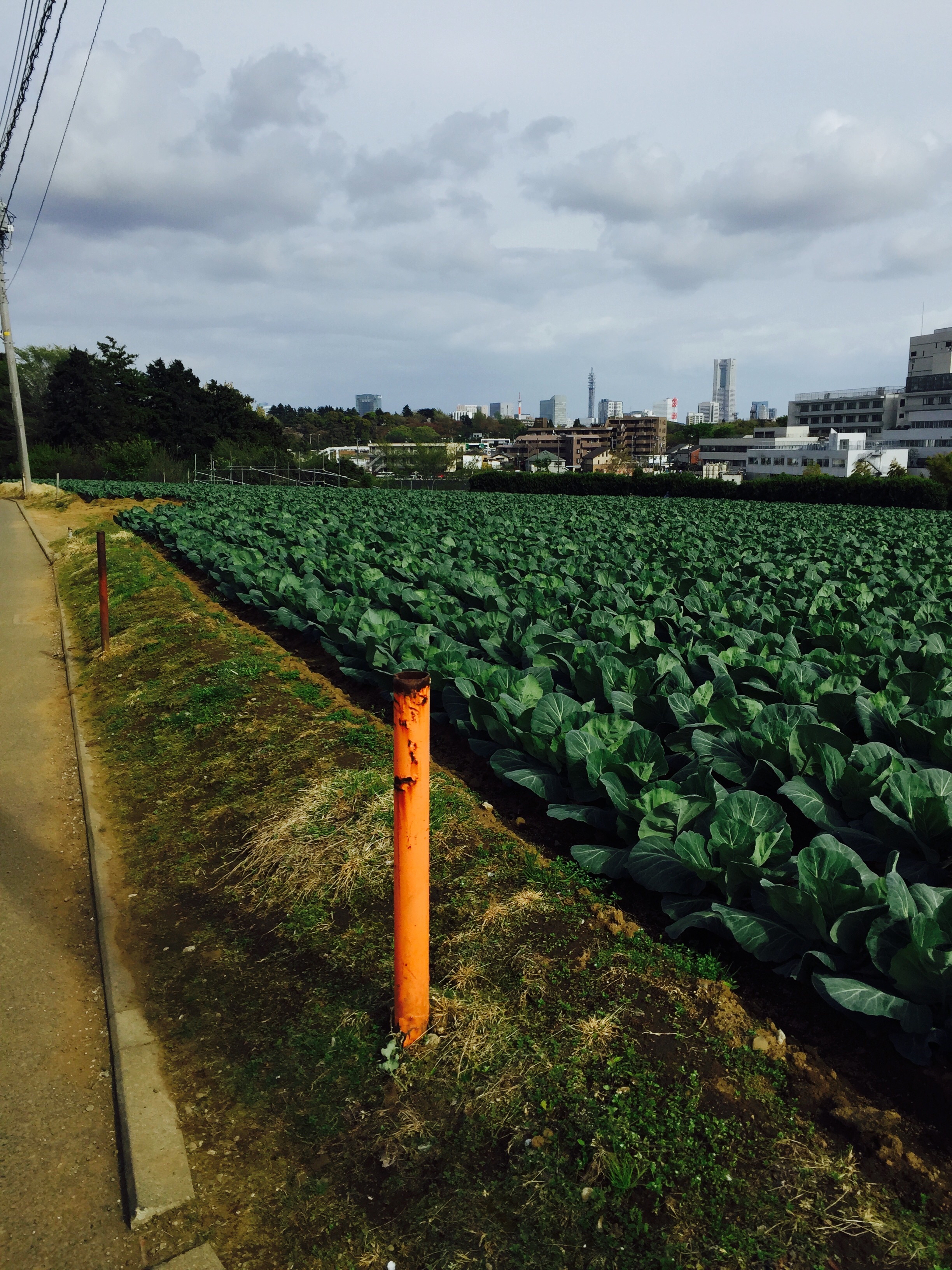 f:id:kakibayashi:20160423014545j:image f:id:kakibayashi:20160423014545j:image