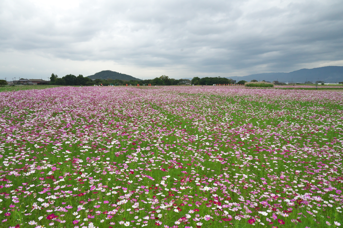 f:id:kakihate7788:20191008154613j:plain