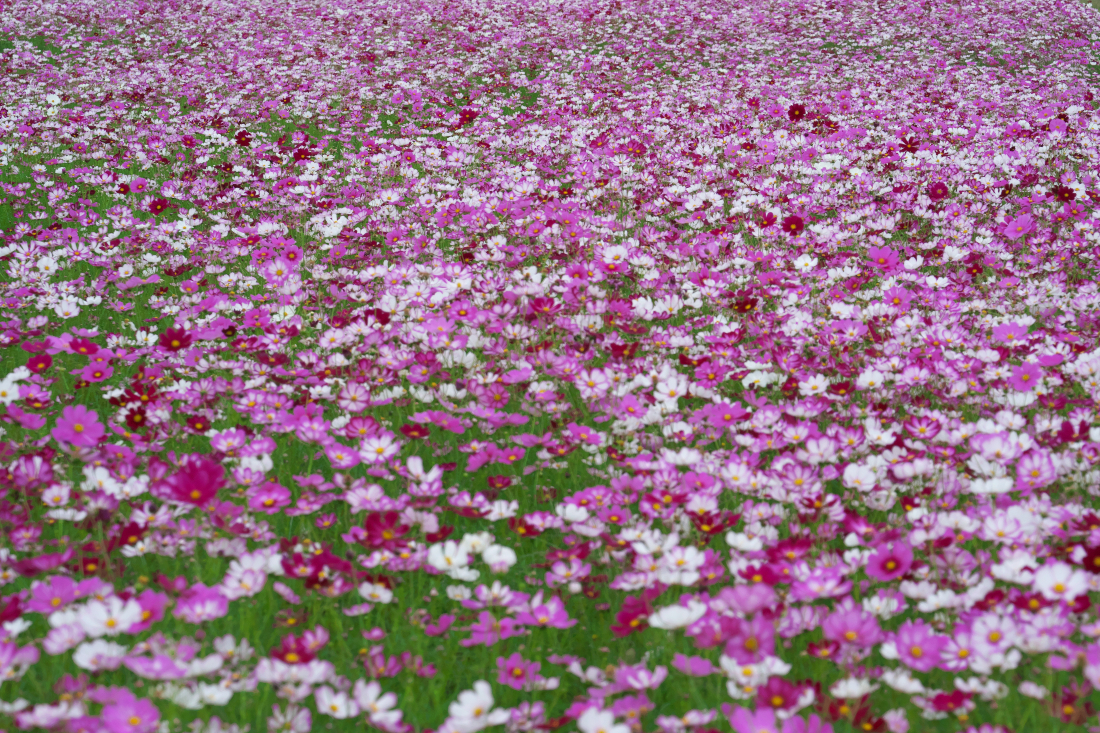 f:id:kakihate7788:20191008154721j:plain