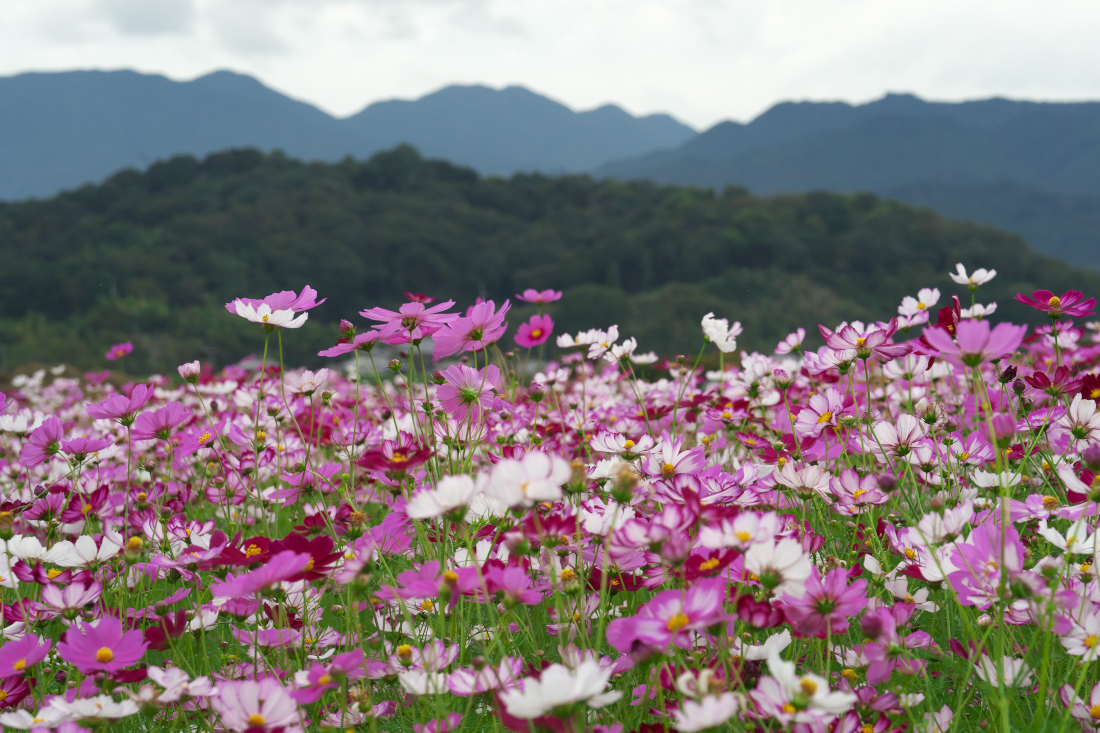 f:id:kakihate7788:20191008154742j:plain