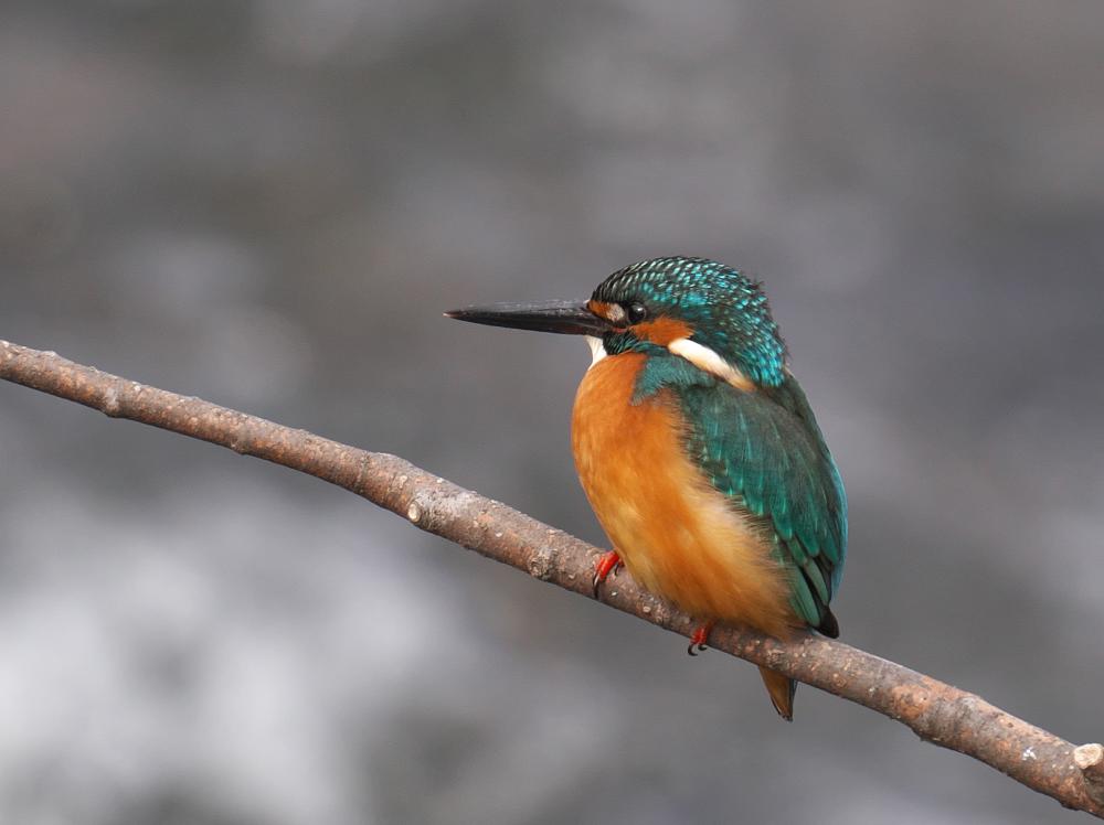 f:id:kakihate7788:20200119182732j:plain