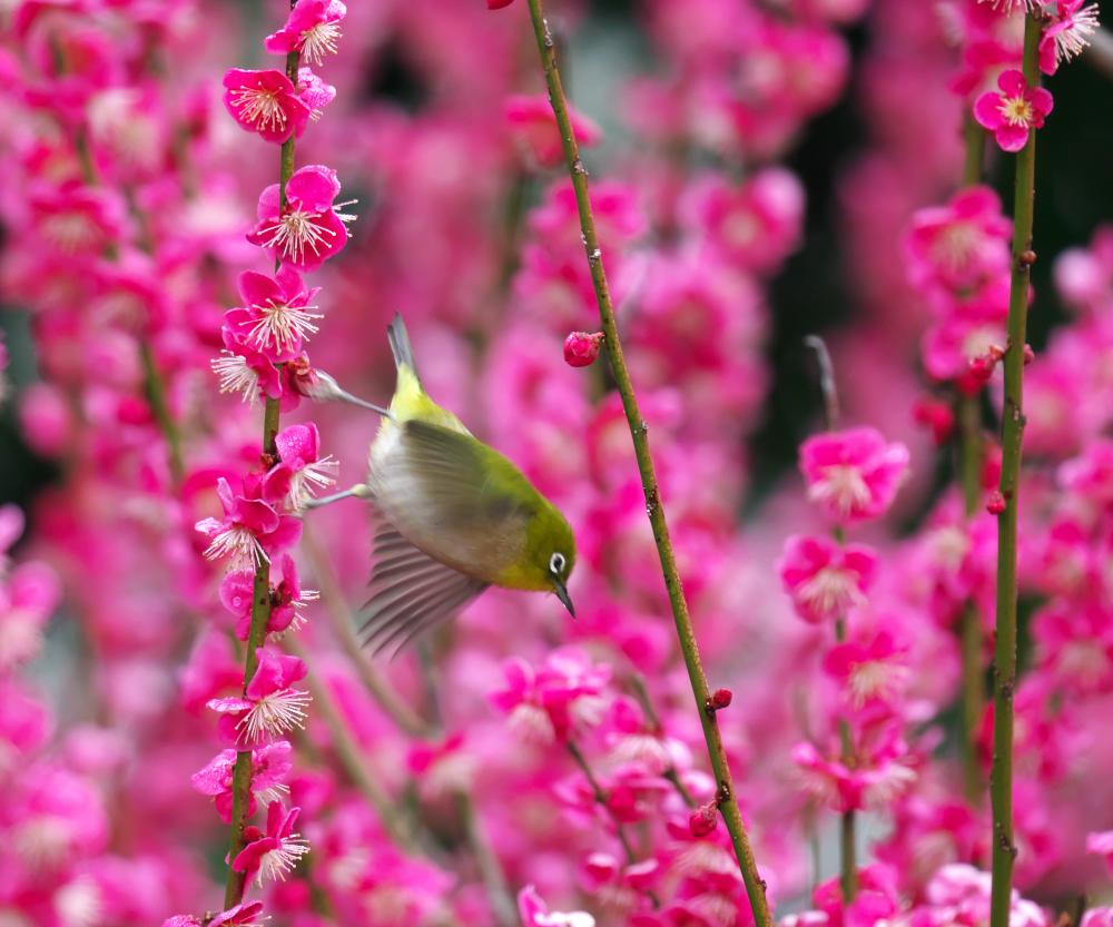 f:id:kakihate7788:20200216193413j:plain