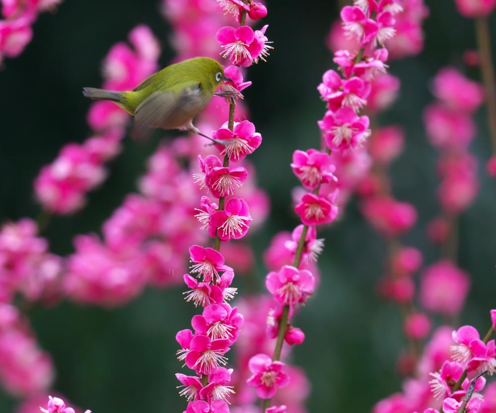 f:id:kakihate7788:20200216193503j:plain