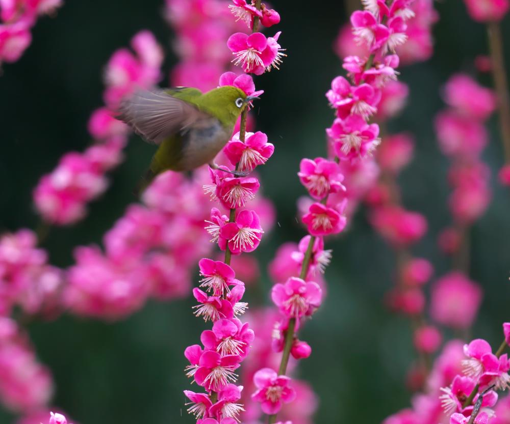 f:id:kakihate7788:20200216193521j:plain