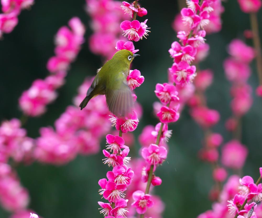 f:id:kakihate7788:20200216193547j:plain