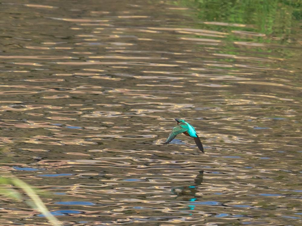 f:id:kakihate7788:20200217112834j:plain