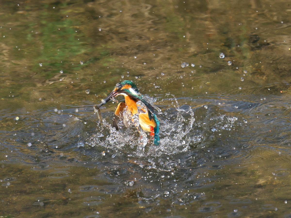 f:id:kakihate7788:20200222150104j:plain