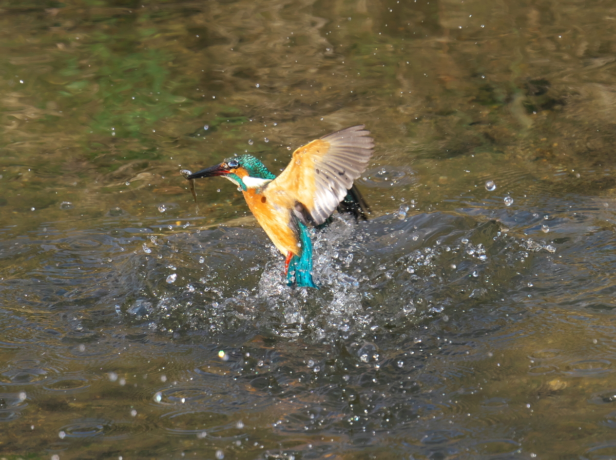 f:id:kakihate7788:20200222150129j:plain