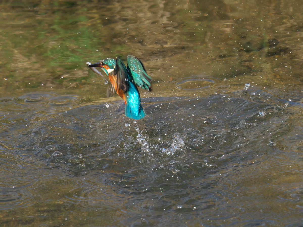 f:id:kakihate7788:20200222150219j:plain