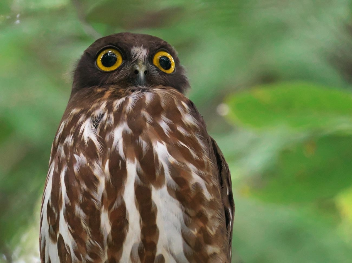 f:id:kakihate7788:20200712094706j:plain