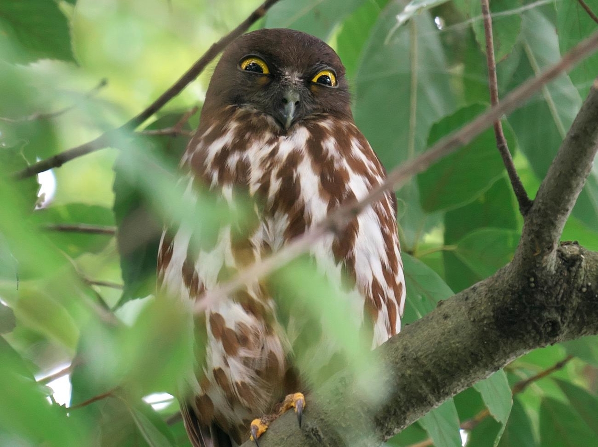 f:id:kakihate7788:20200712094809j:plain