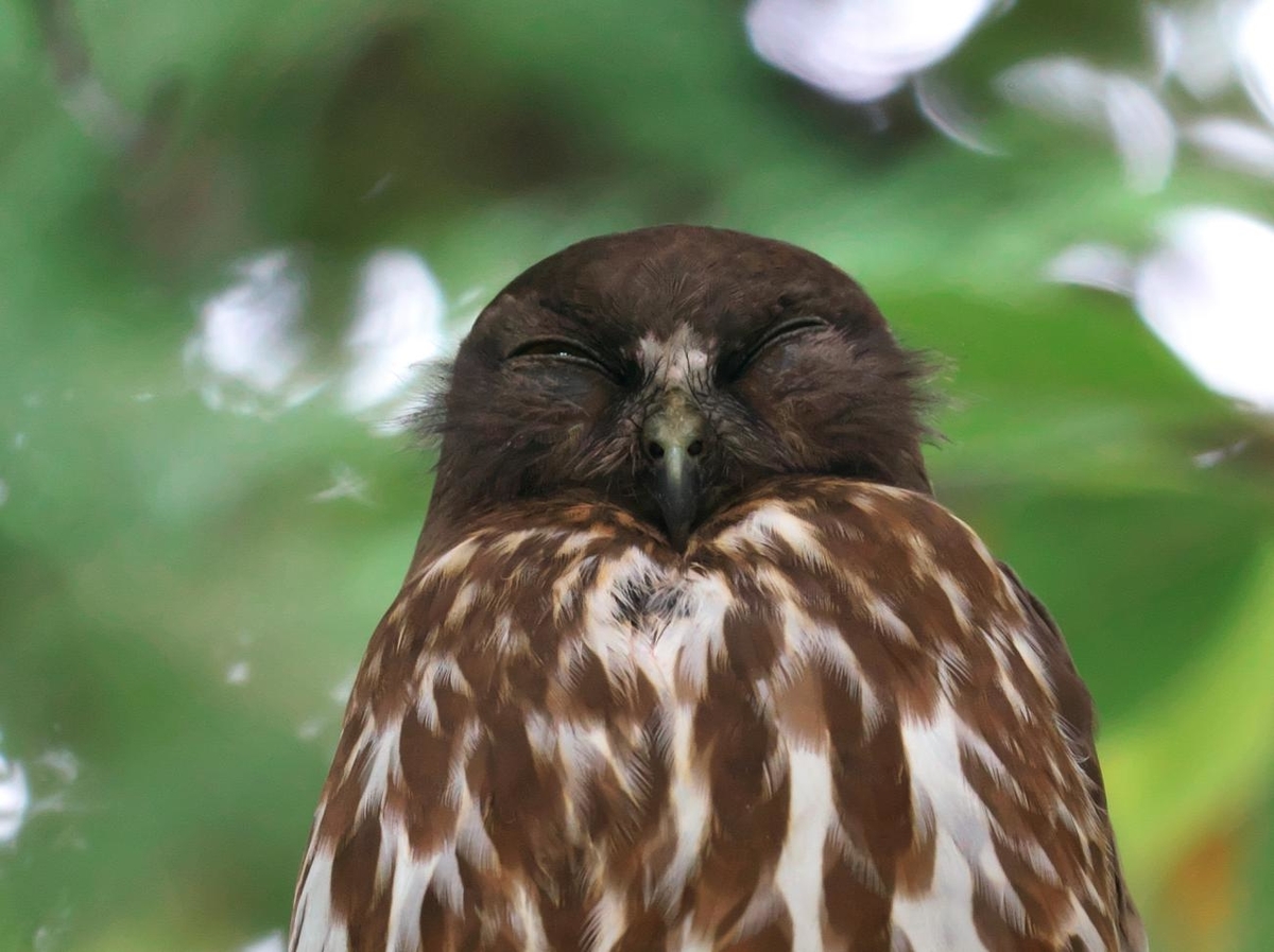 f:id:kakihate7788:20200712094851j:plain