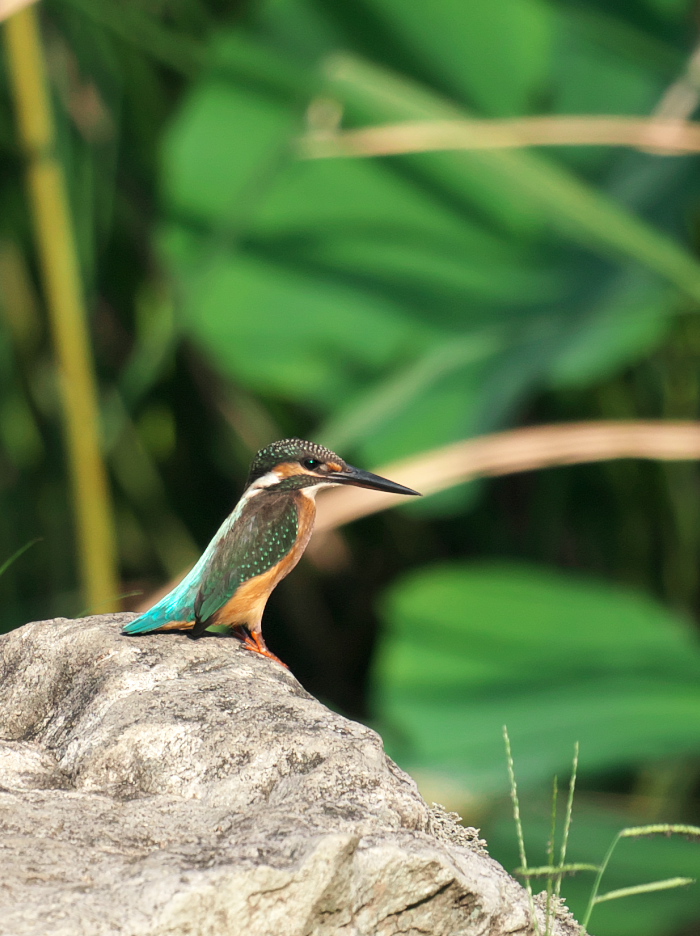 f:id:kakihate7788:20200823095432j:plain