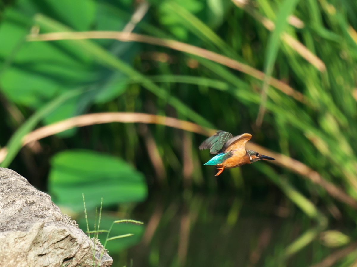 f:id:kakihate7788:20200823095522j:plain