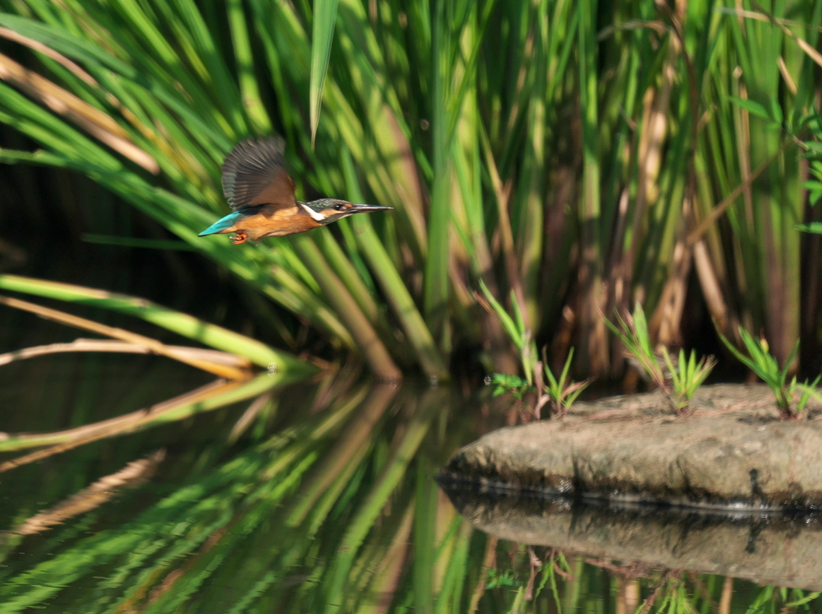 f:id:kakihate7788:20200823095648j:plain