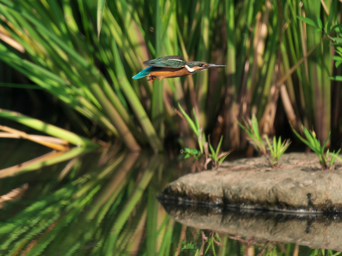 f:id:kakihate7788:20200823095802j:plain