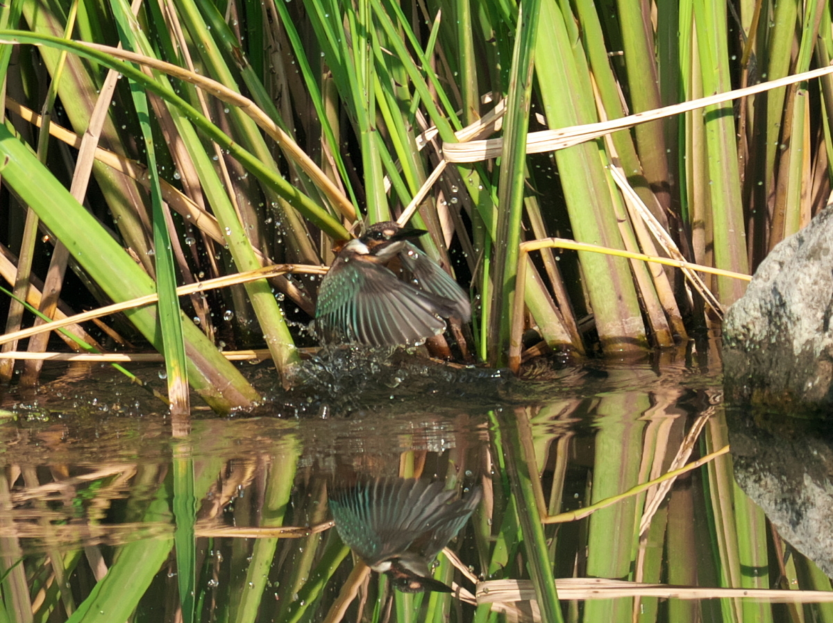 f:id:kakihate7788:20200823095844j:plain