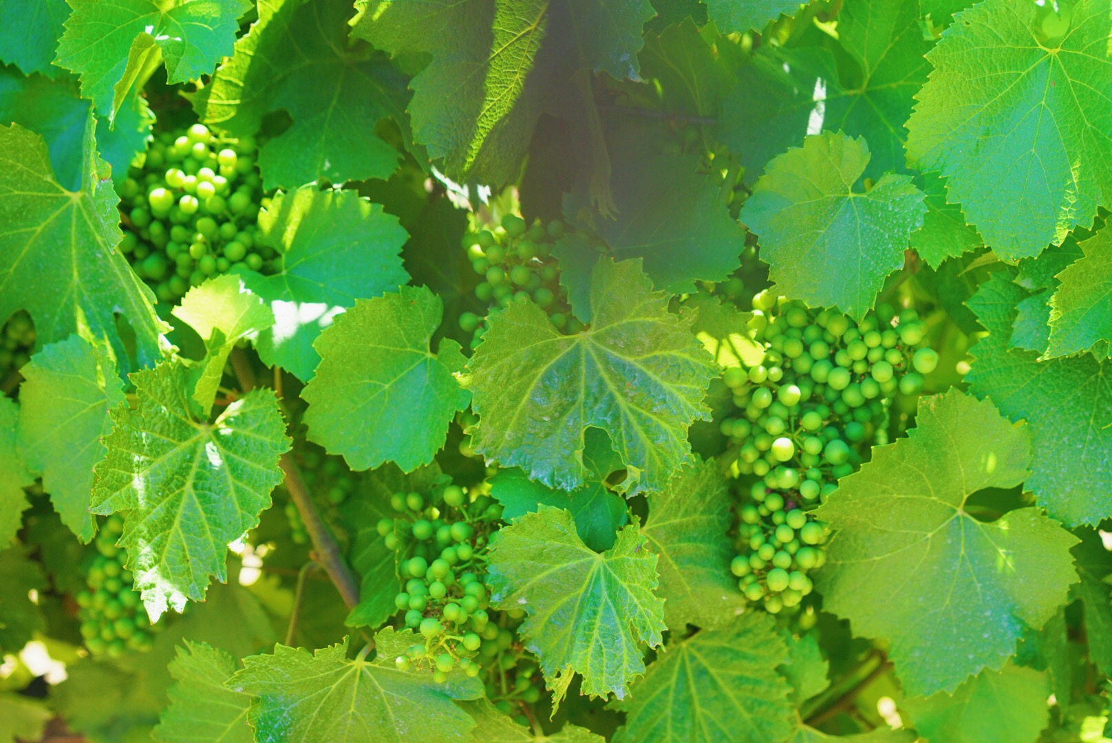 f:id:kakijiro:20190719001206j:plain f:id:kakijiro:20190719001206j:plain