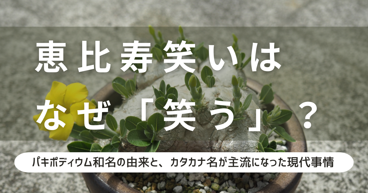 パキポディウム エニグマチカム 特選扁平 大きめ個体 検索 グラキリス