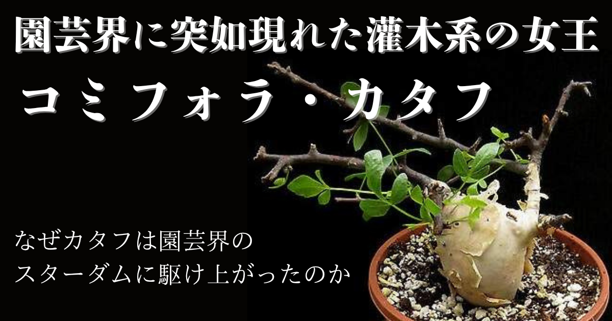 突如園芸界に現れた灌木系の女王、コミフォラ・カタフのその魅力