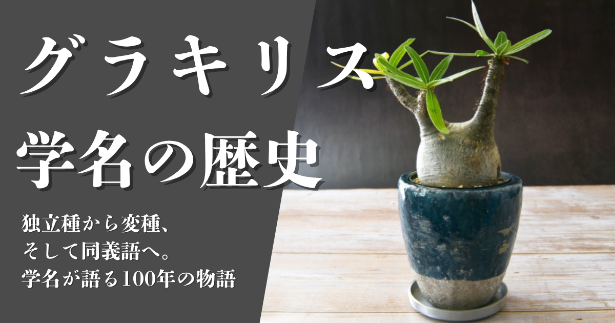 グラキリスの学名の歴史｜独立種から変種、そして同義語へ。学名が語る100年の物語 - ビザールノトリコ