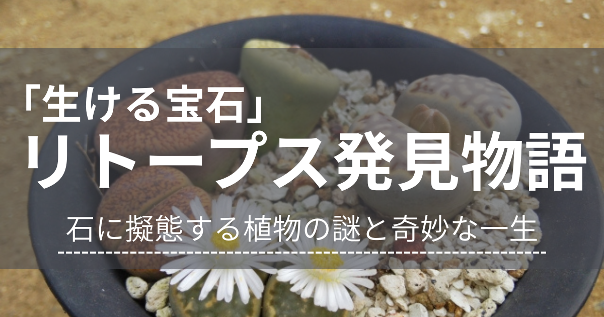 生ける宝石」リトープス発見物語｜石に擬態する植物の謎と、年に一度
