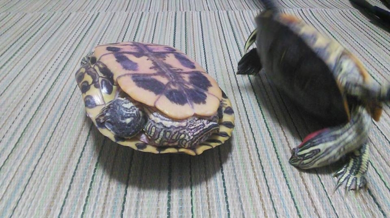 f:id:kakinori:20150329172351j:image:w360