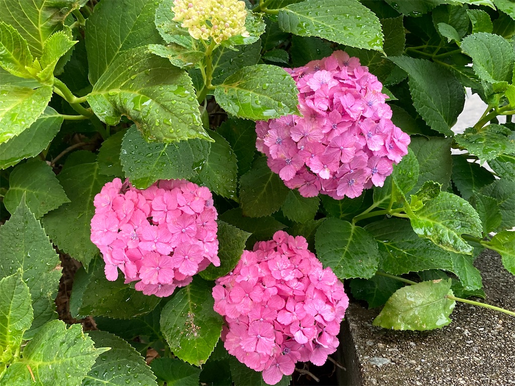 f:id:kakitomato-yukiyuki:20200621135316j:image f:id:kakitomato-yukiyuki:20200621135316j:image