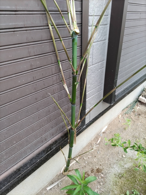 今年も庭に竹が伸びてきました - かっクンのブログ