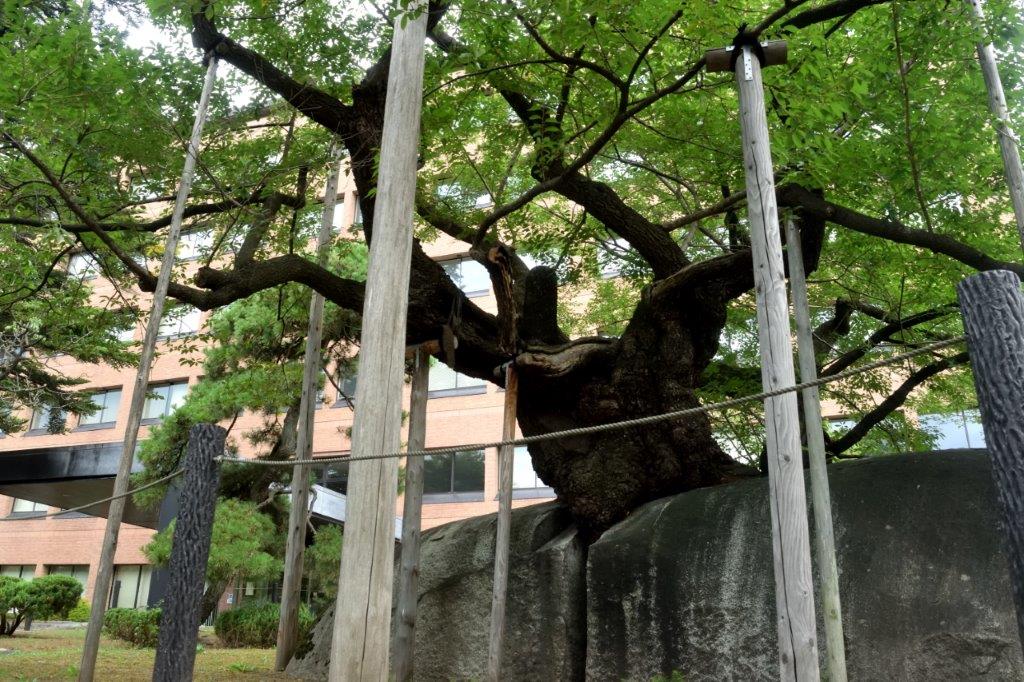 f:id:kakkunn1031:20190816192529j:plain
