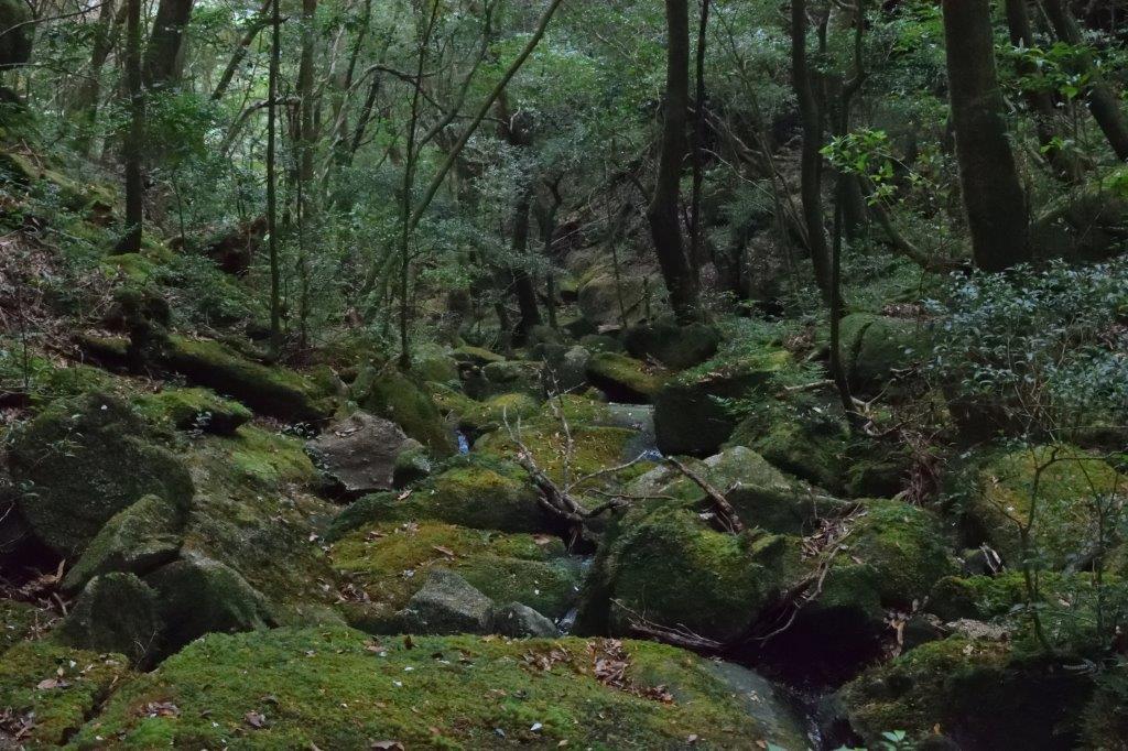 f:id:kakkunn1031:20191115014532j:plain
