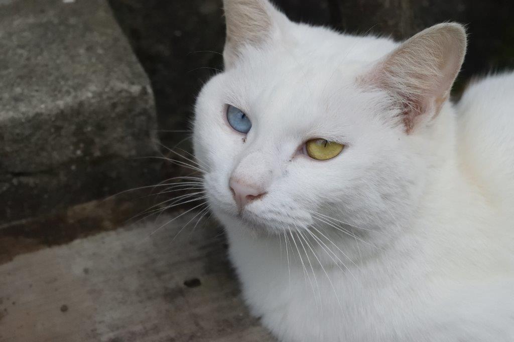 f:id:kakkunn1031:20191116205017j:plain