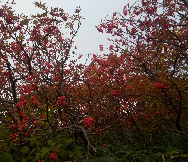 f:id:kako97910:20211011223739j:image f:id:kako97910:20211011223739j:image