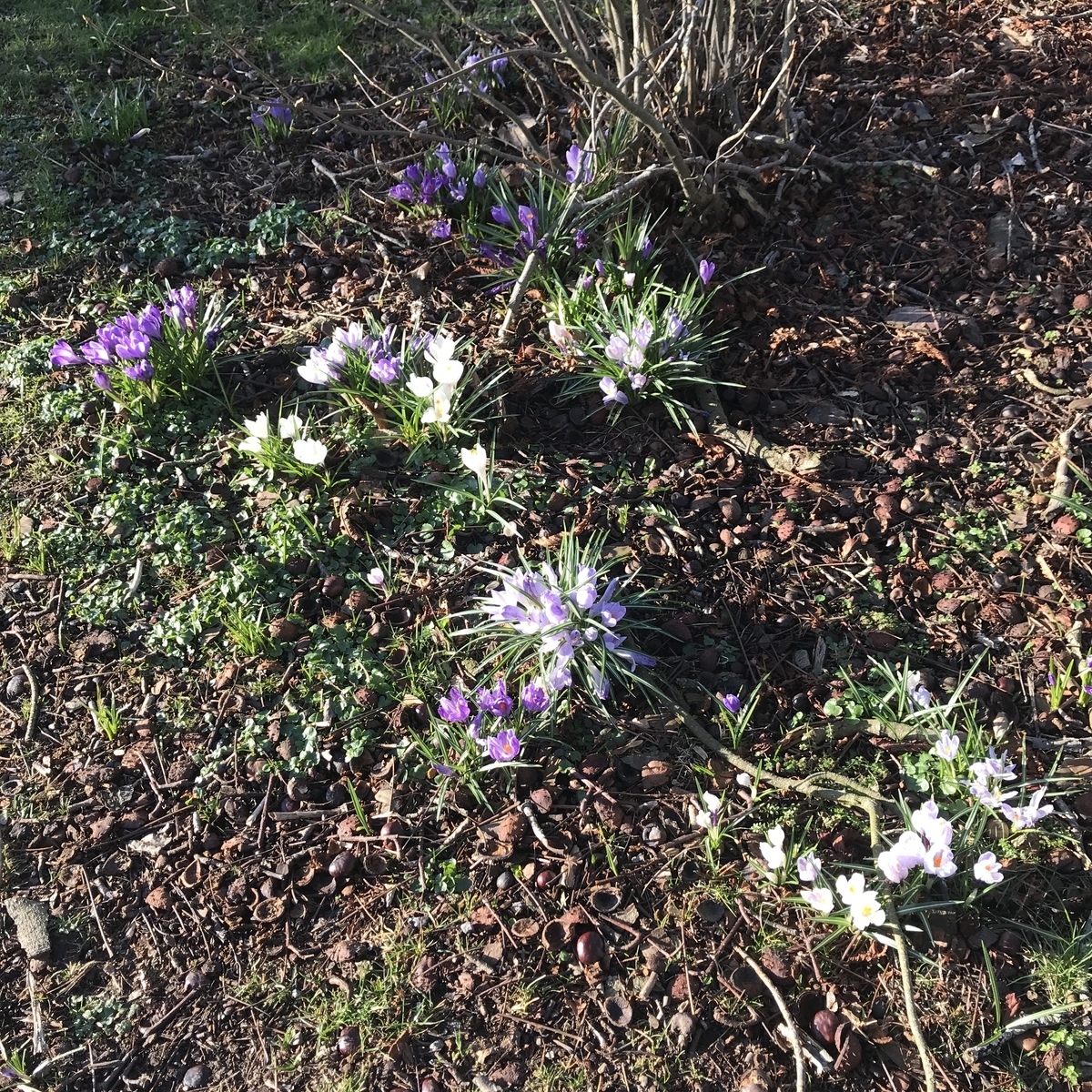 f:id:kakopash:20190326071123j:plain f:id:kakopash:20190326071123j:plain
