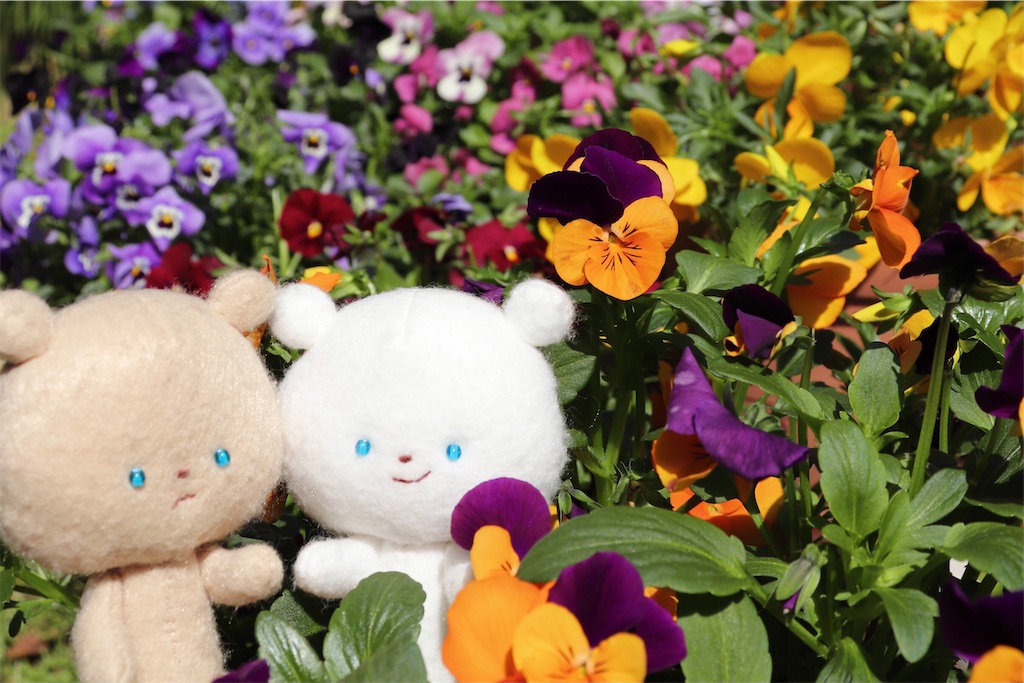 f:id:kakukuma_zakka:20210506011741j:image f:id:kakukuma_zakka:20210506011741j:image