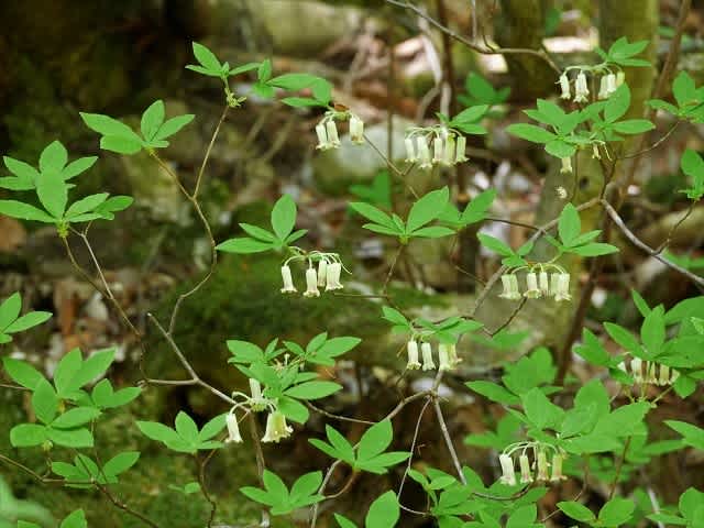 眩い新緑を楽しみながら - うっTと植物たち。