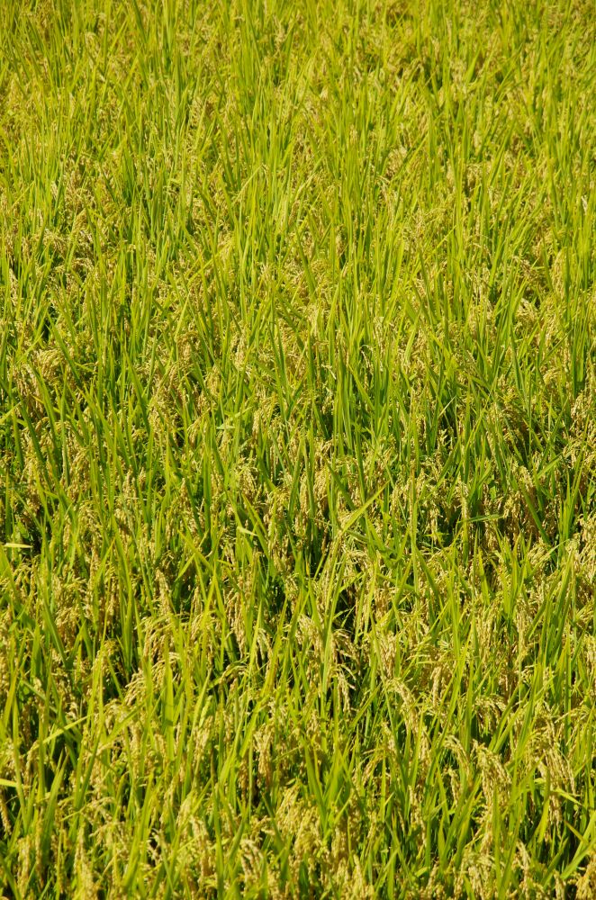 f:id:kakuten:20210927215909j:plain