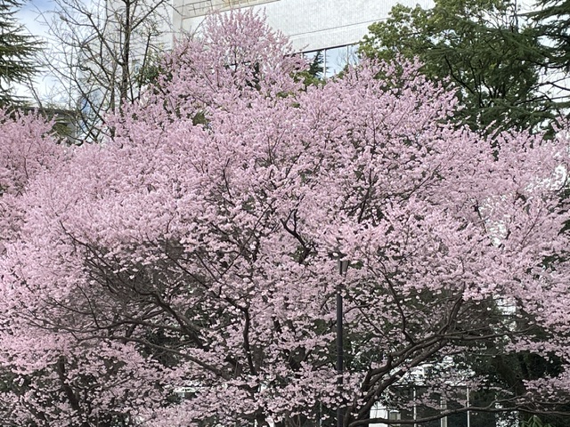 サクッとお花見。 - 花耀亭日記