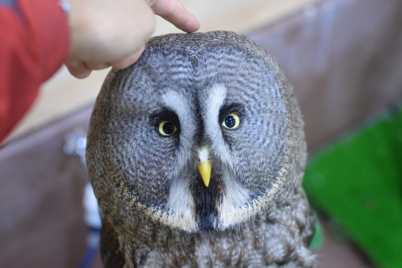 f:id:kalessinlord:20160308164035j:image