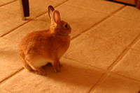 f:id:kalevala:20080326000453j:image f:id:kalevala:20080326000453j:image